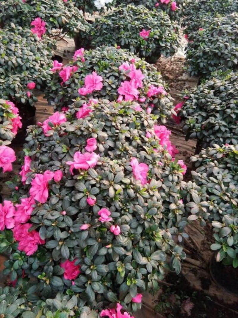 西洋杜鹃4~6cm0.5米以下