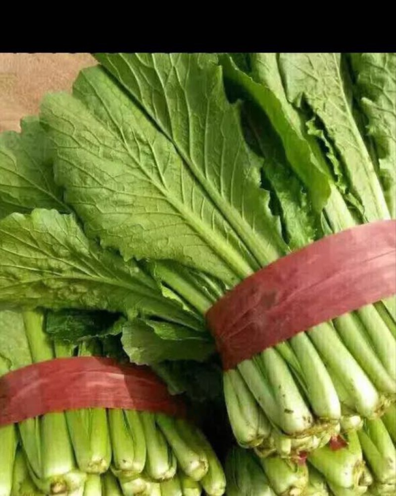 小苦菜15~20厘米