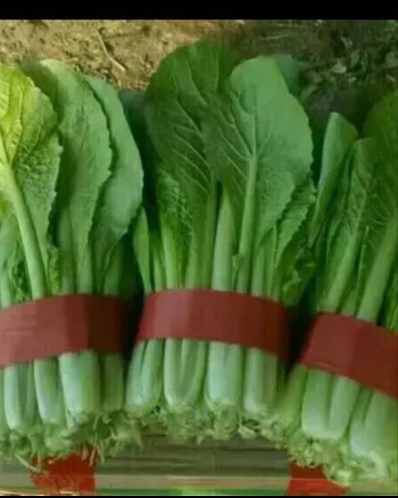 小苦菜15~20厘米