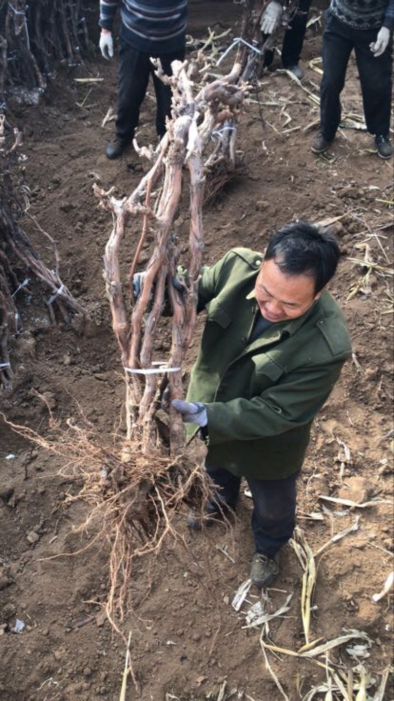 河北巨峰葡萄苗，50~80cm2年-5年占地葡萄树，存活率高