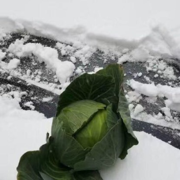 耐寒越冬雪地甘蓝楚甘662种子
