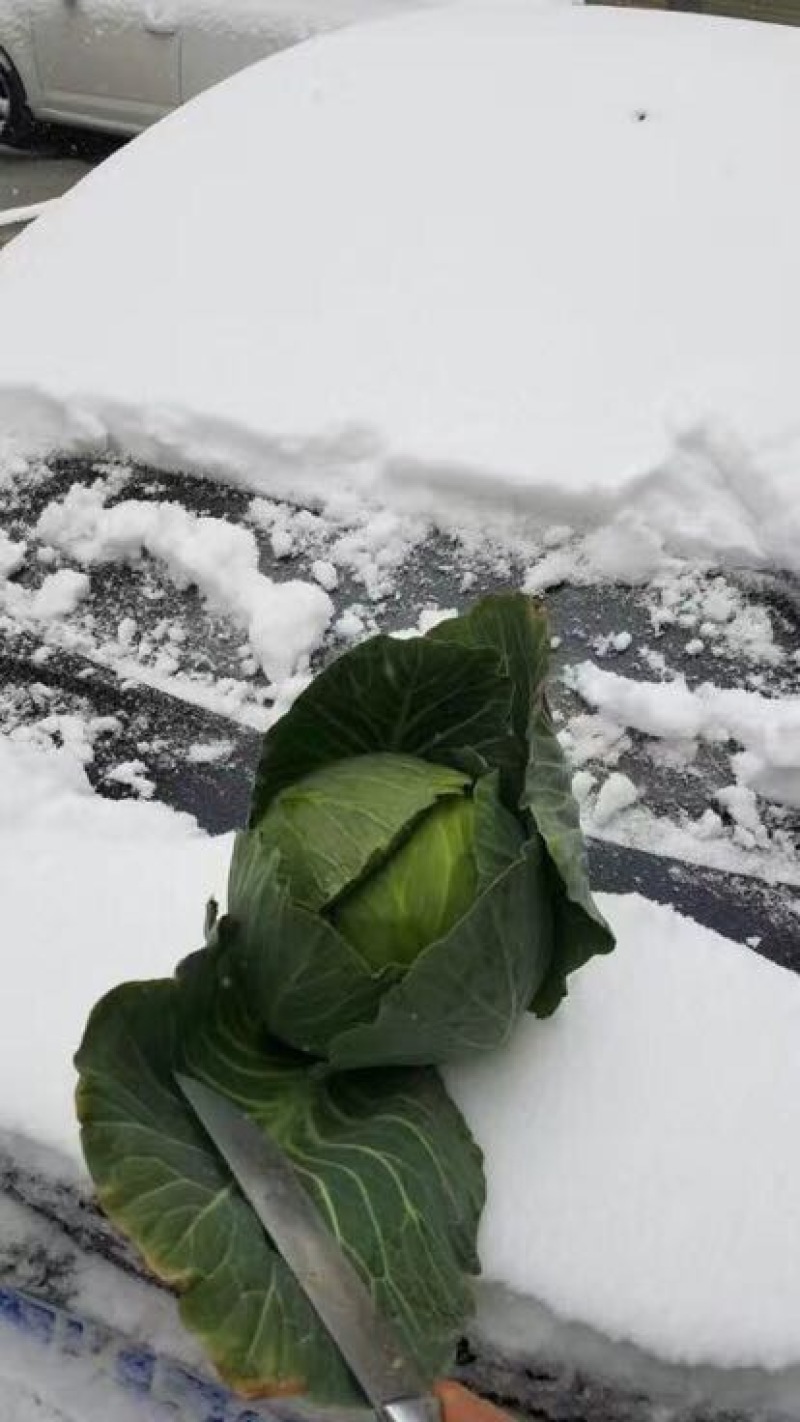 耐寒越冬雪地甘蓝楚甘662种子