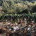 红心火龙果苗