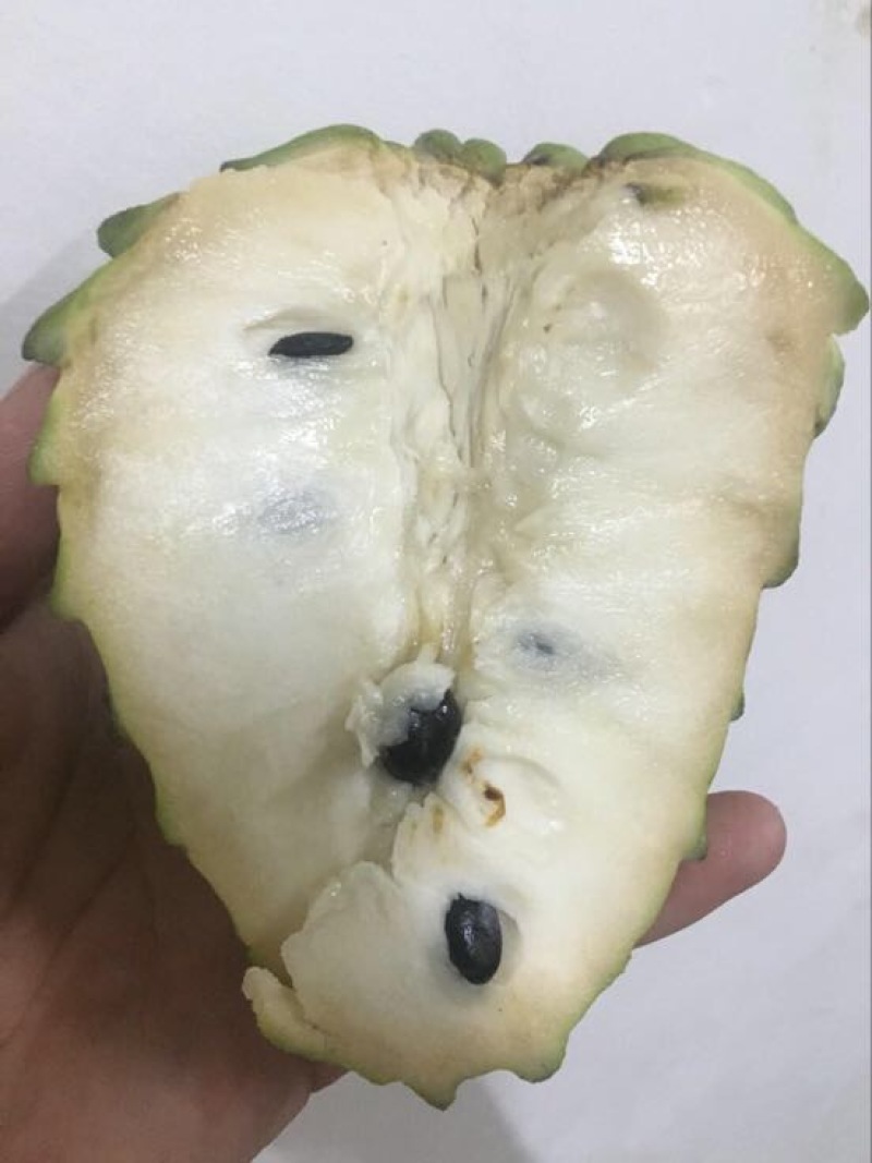 台湾凤梨释迦苗台湾引进