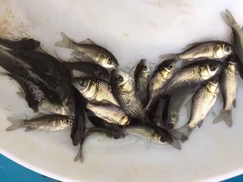 杂交鲫鱼苗中科三号