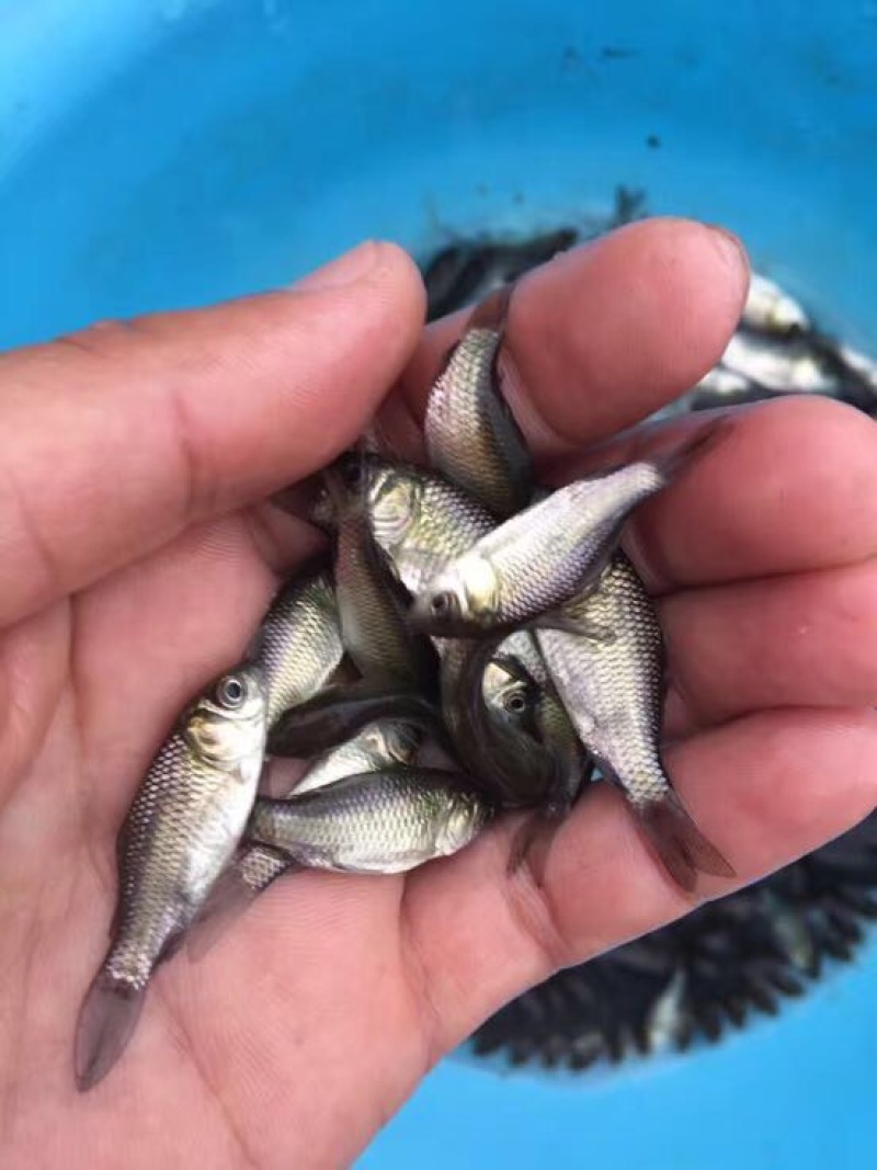 杂交鲫鱼苗中科三号