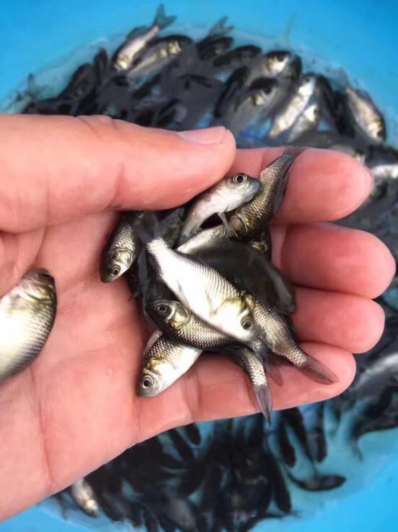 杂交鲫鱼苗中科三号