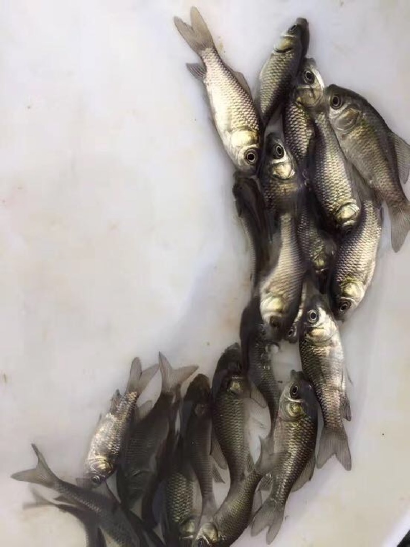 杂交鲫鱼苗中科三号
