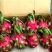 红心火龙果中（5-7两）