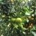 荔浦沙糖桔一级3~4cm
