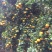 荔浦沙糖桔一级3~4cm