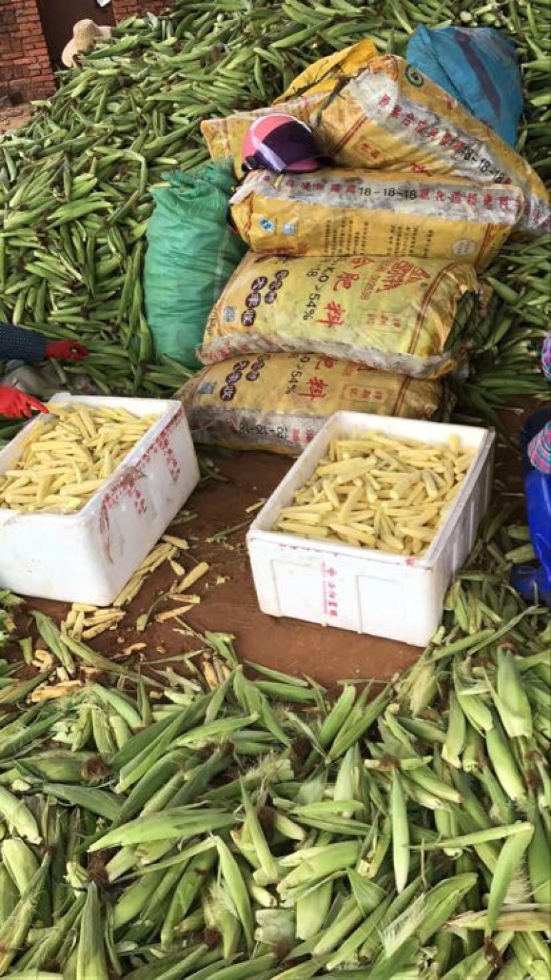 菜用玉米1%