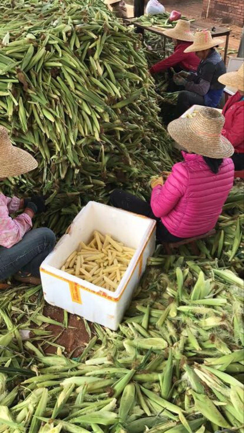 菜用玉米1%