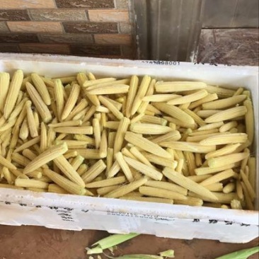 菜用玉米1%