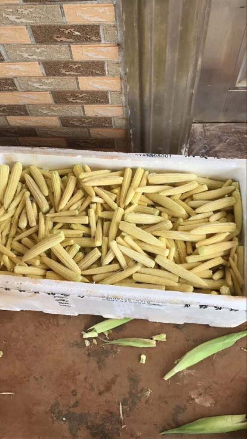 菜用玉米1%