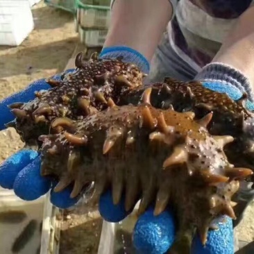 海参鲜活发货大连，货源充足，对接全国客户