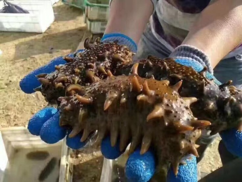 海参鲜活发货大连，货源充足，对接全国客户