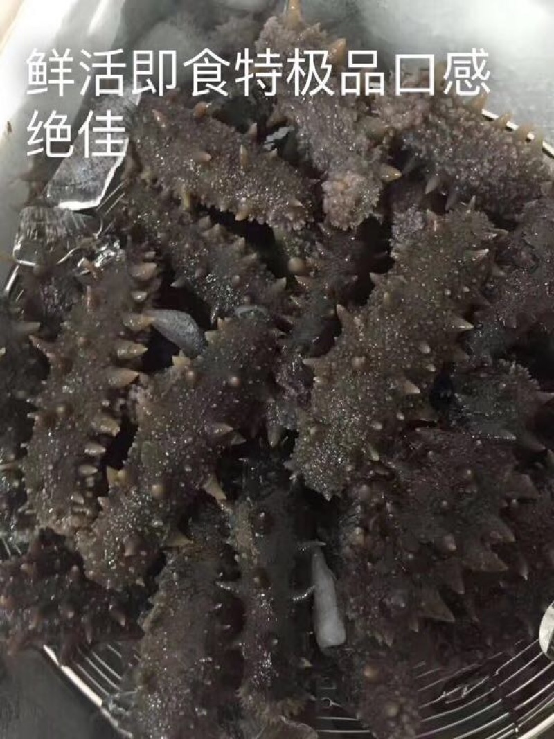 海参鲜活发货大连，货源充足，对接全国客户