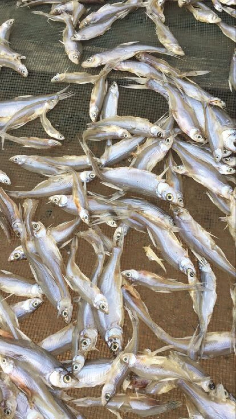 餐条鱼干咸鱼干