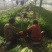 西芹60cm以上精品细颗小棵西芹，产地直发，质量上乘。