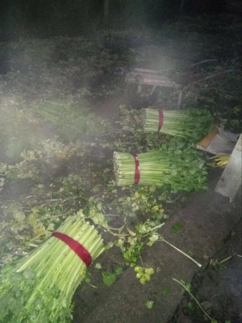 西芹60cm以上精品细颗小棵西芹，产地直发，质量上乘。
