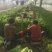 西芹60cm以上精品细颗小棵西芹，产地直发，质量上乘。
