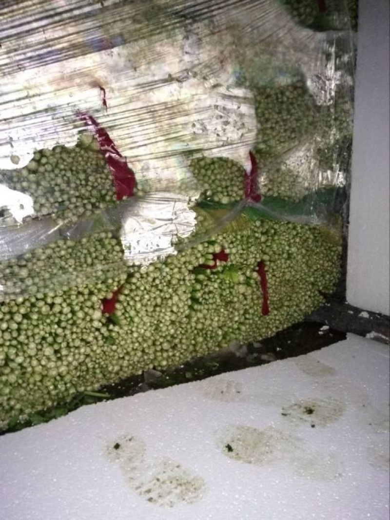 西芹60cm以上精品细颗小棵西芹，产地直发，质量上乘。