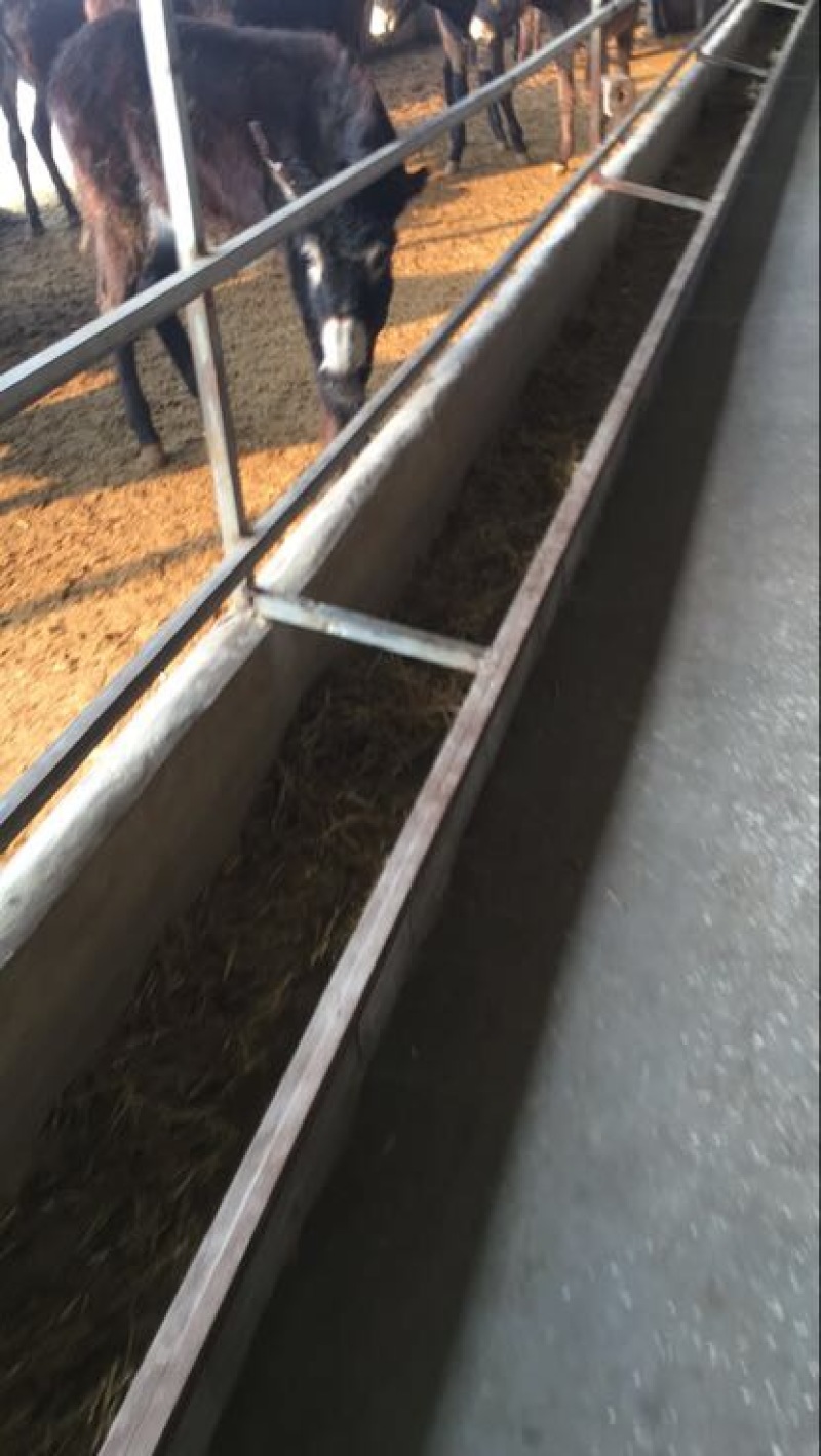肉驴400~500斤