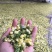 胎菊王散装