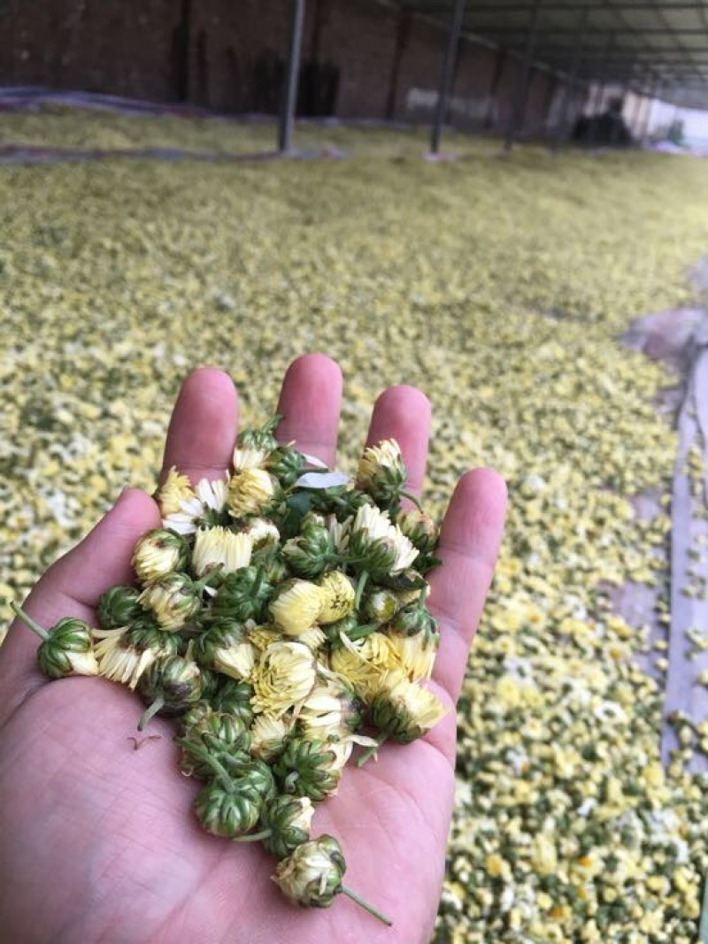 胎菊王散装