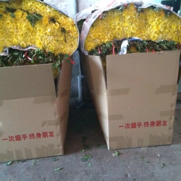 香花园专业菊花鲜切花批发1~1.5m