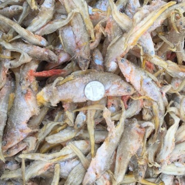黄河刀鱼食用冻鱼