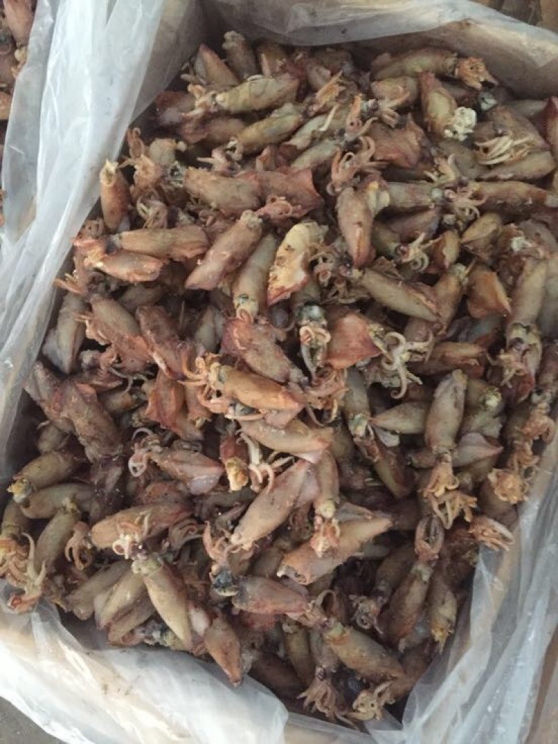 黄河刀鱼食用冻鱼