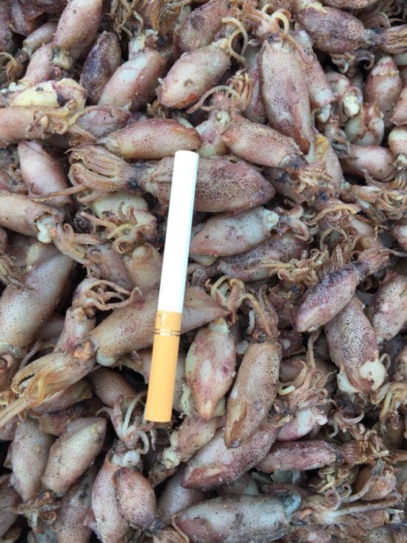 黄河刀鱼食用冻鱼