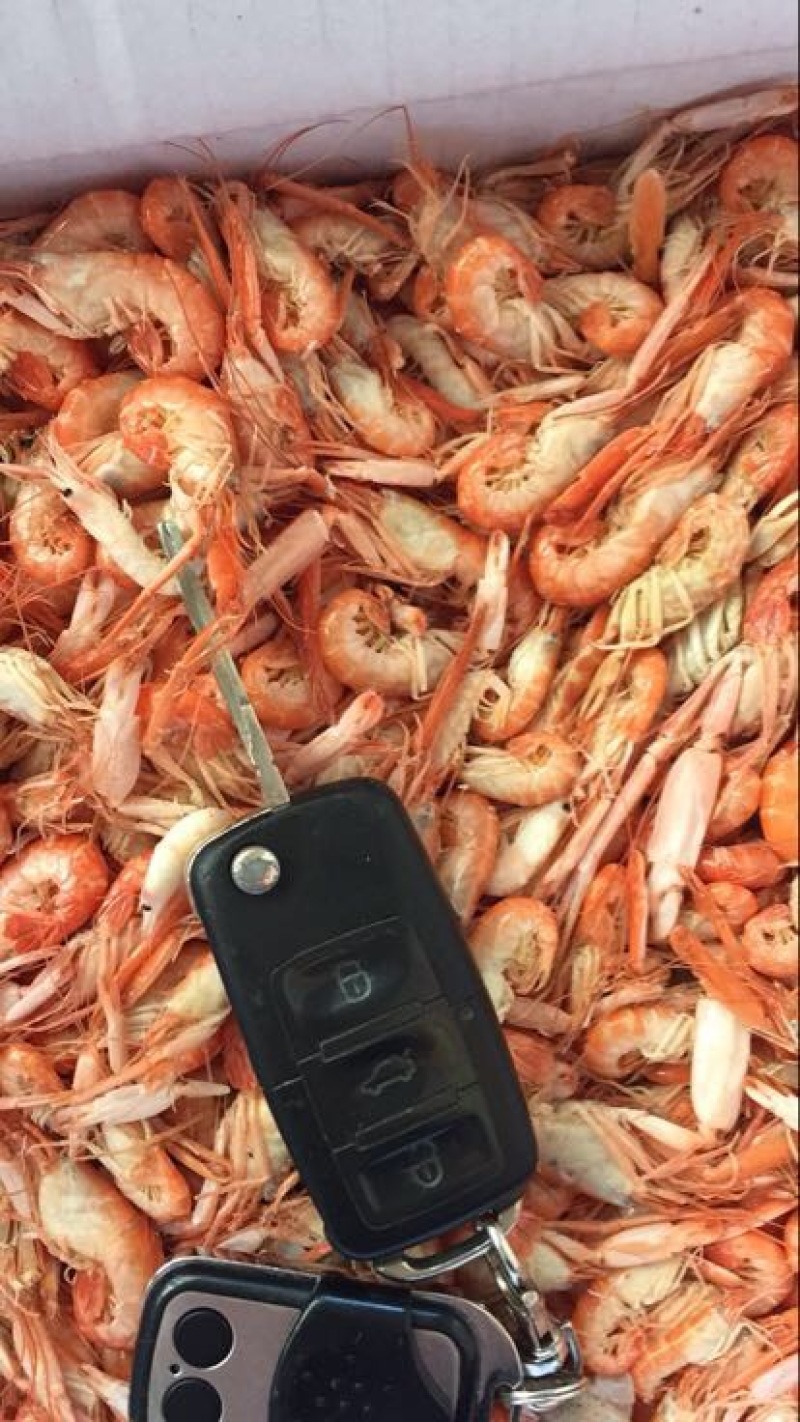 黄河刀鱼食用冻鱼