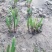 韭菜苗10~20cm