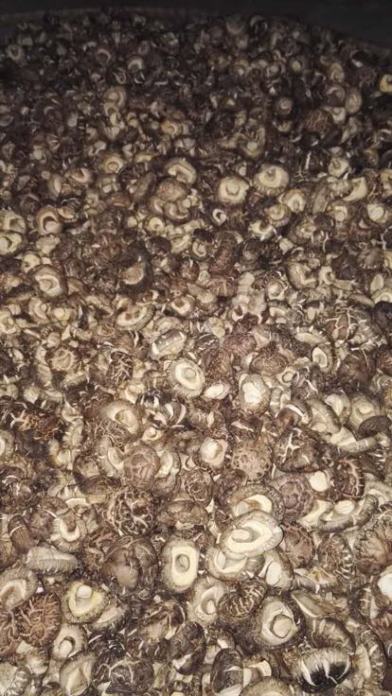 光面菇冬菇2.5厘米左右茶花菇