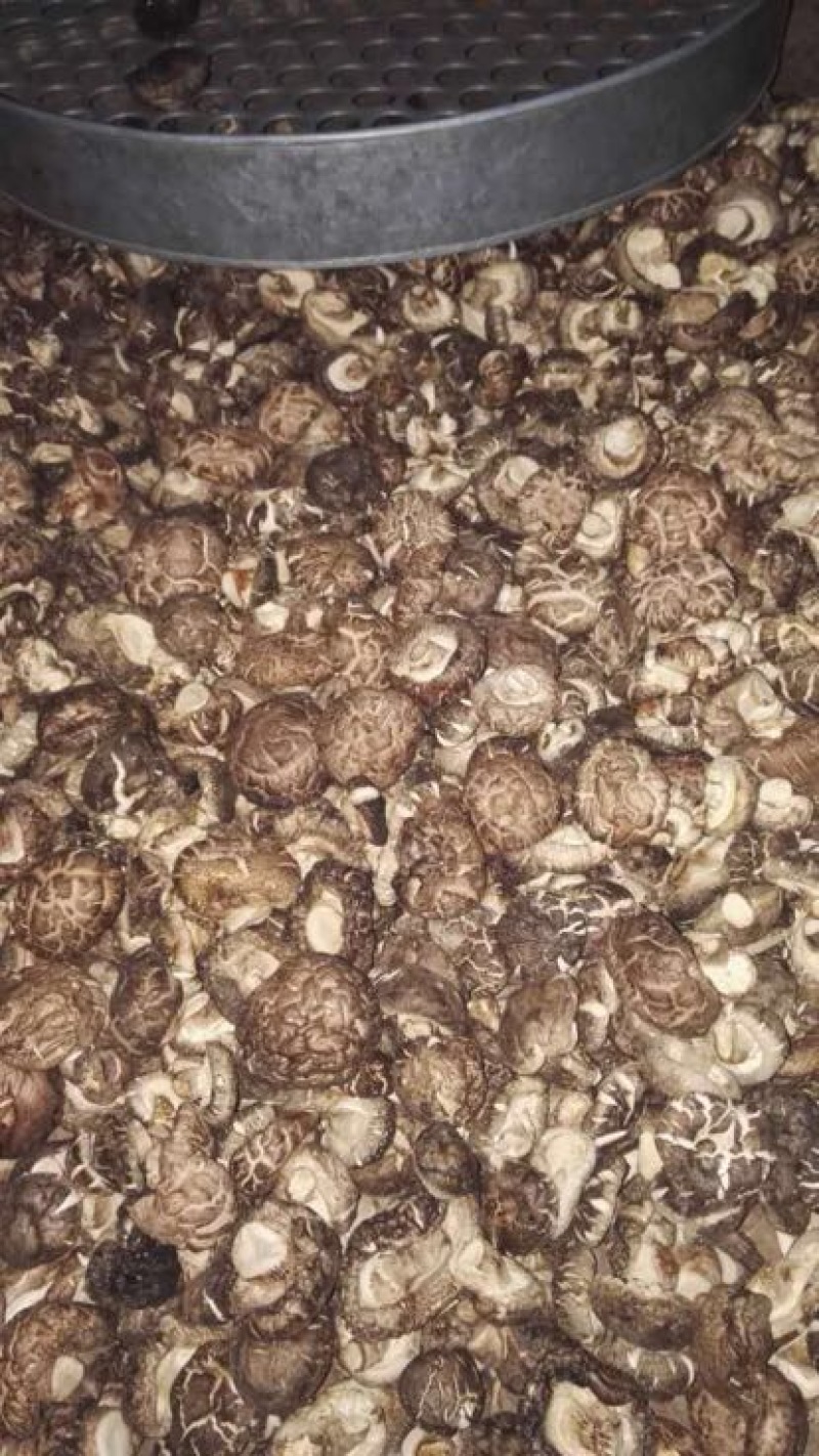 光面菇冬菇2.5厘米左右茶花菇