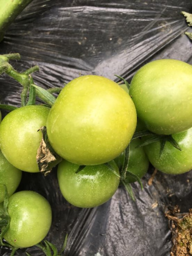 水晶番茄精品绿宝石西红柿绿色西红柿绿宝石