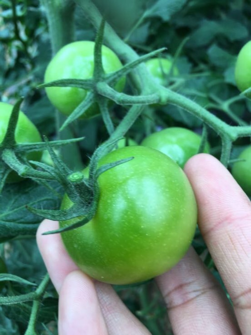 水晶番茄精品绿宝石西红柿绿色西红柿绿宝石