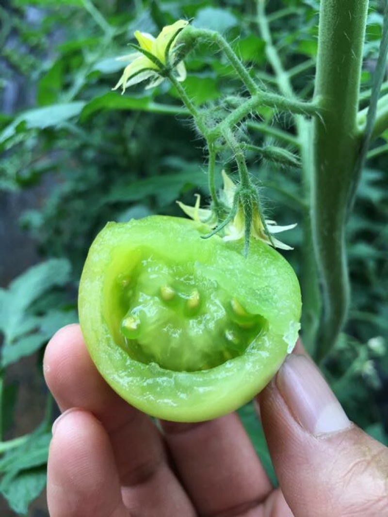水晶番茄精品绿宝石西红柿绿色西红柿绿宝石