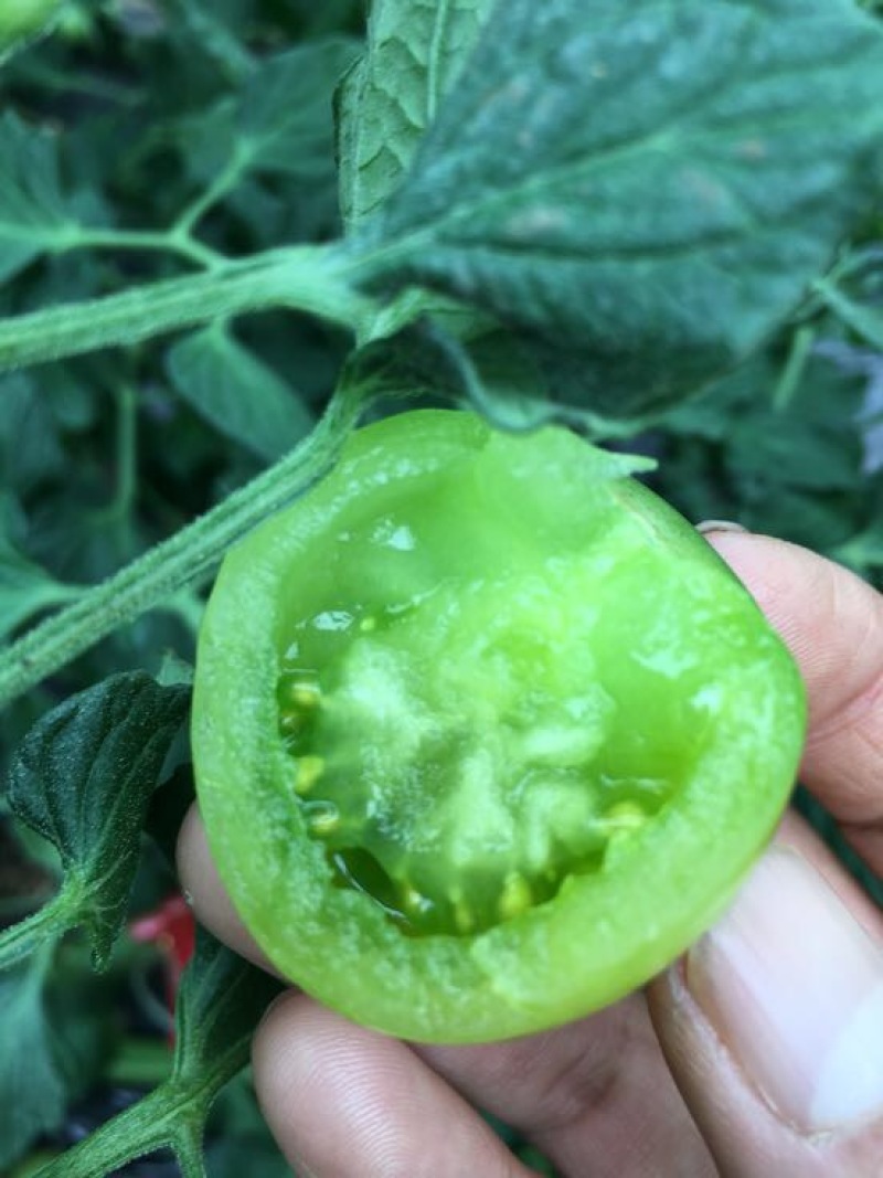 水晶番茄精品绿宝石西红柿绿色西红柿绿宝石