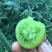 水晶番茄精品绿宝石西红柿绿色西红柿绿宝石