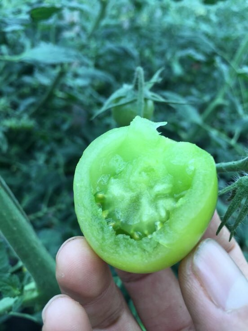 水晶番茄精品绿宝石西红柿绿色西红柿绿宝石