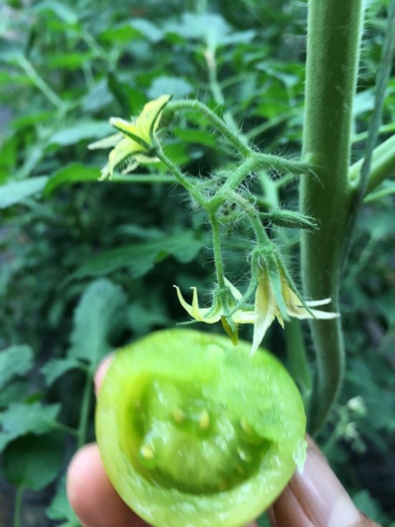 水晶番茄精品绿宝石西红柿绿色西红柿绿宝石