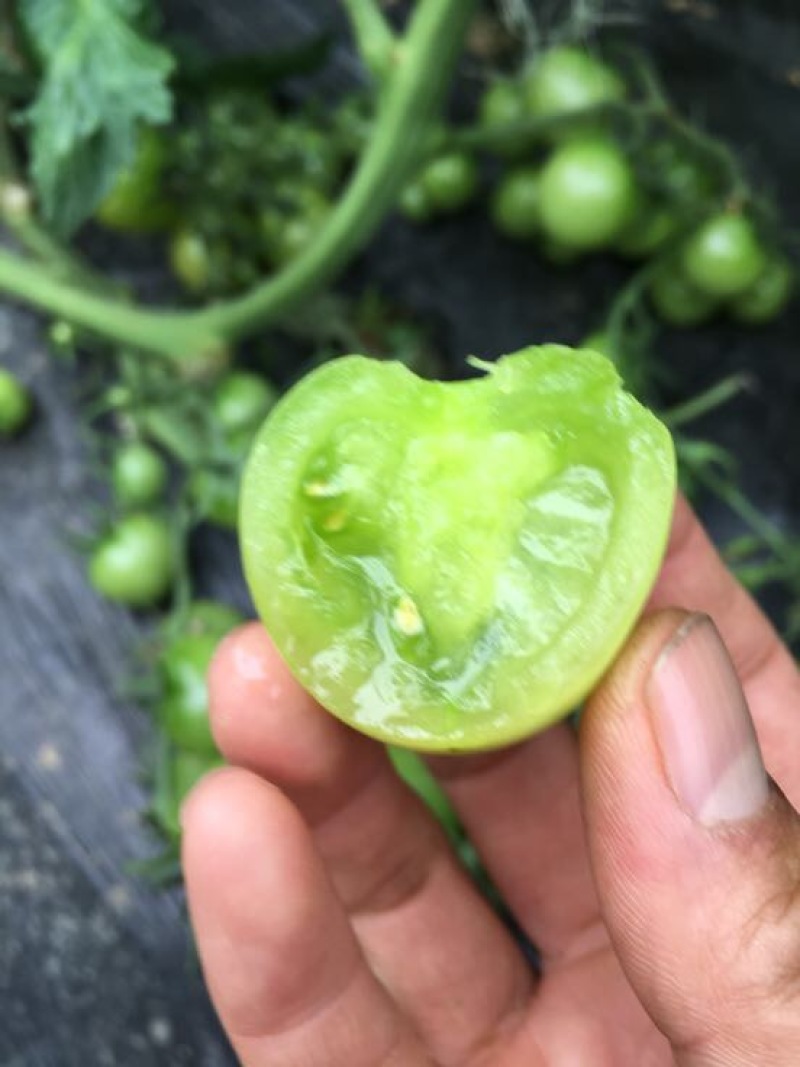 水晶番茄精品绿宝石西红柿绿色西红柿绿宝石