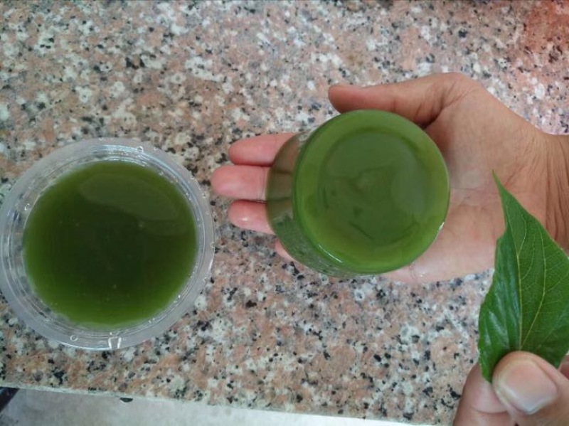 豆腐树苗80~100cm