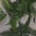 黄精有野生的