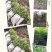 南天竹50~80cm