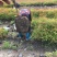 南天竹50~80cm